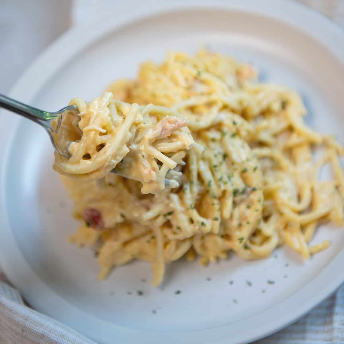 Creamy chicken spaghetti on a white plate with a bite twirled on a fork