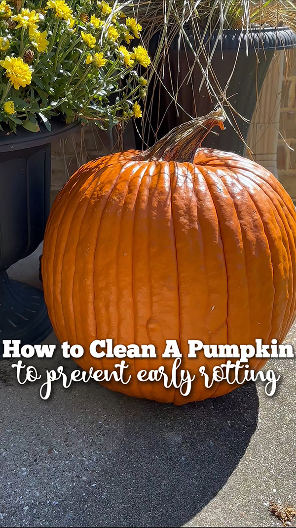 How to Clean a Pumpkin to prevent early rotting